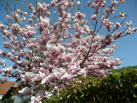 Magnolienbaumblüte